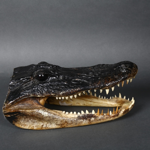 154 - A composite model of an alligator's head, with glass eyes, length 27cm.