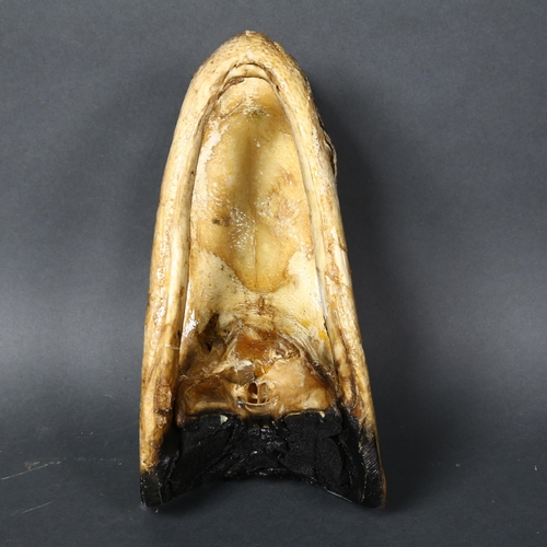 154 - A composite model of an alligator's head, with glass eyes, length 27cm.