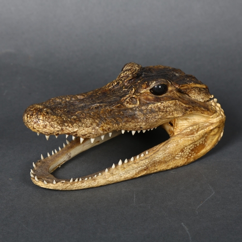 155 - A composite model of an alligator's head, length 15.5cm.