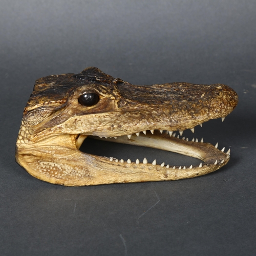 155 - A composite model of an alligator's head, length 15.5cm.