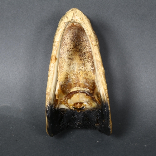 155 - A composite model of an alligator's head, length 15.5cm.