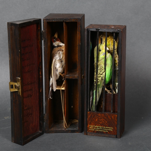 159 - Caged bird sculptures by Jackie Attwood  - a taxidermy Budgerigar, behind bars in a varnished wooden... 