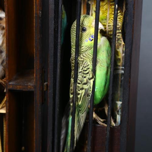 159 - Caged bird sculptures by Jackie Attwood  - a taxidermy Budgerigar, behind bars in a varnished wooden... 