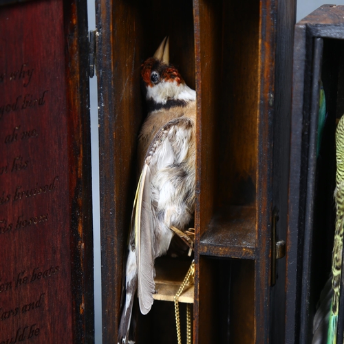 159 - Caged bird sculptures by Jackie Attwood  - a taxidermy Budgerigar, behind bars in a varnished wooden... 