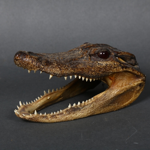 160 - A composite sculpture of an alligator's head, length 15cm.