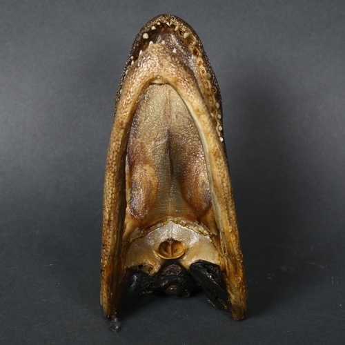 160 - A composite sculpture of an alligator's head, length 15cm.