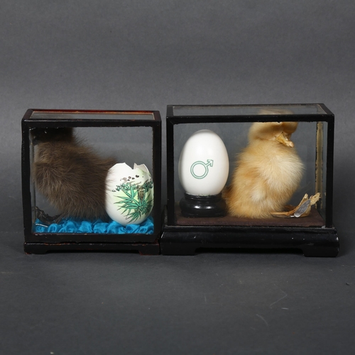 162 - Two similar sculptures, taxidermy ducklings housed in small centre piece display cases, with hand pa... 