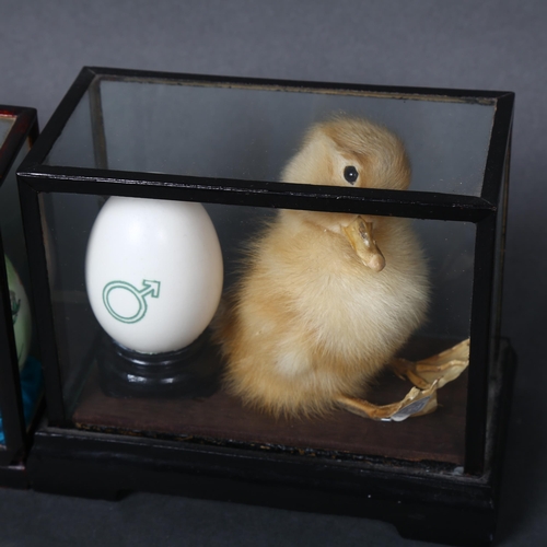 162 - Two similar sculptures, taxidermy ducklings housed in small centre piece display cases, with hand pa... 