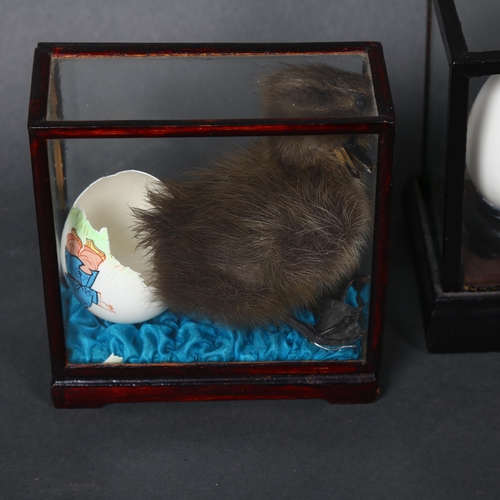 162 - Two similar sculptures, taxidermy ducklings housed in small centre piece display cases, with hand pa... 