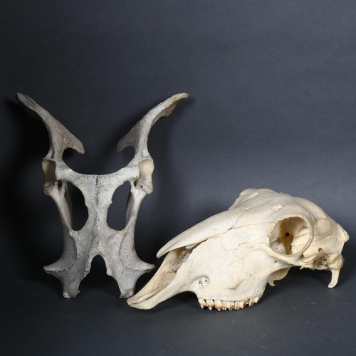 165 - Taxidermy - A sheep skull, length 27cm, and a pelvic bone, possibly from a cow, (2).