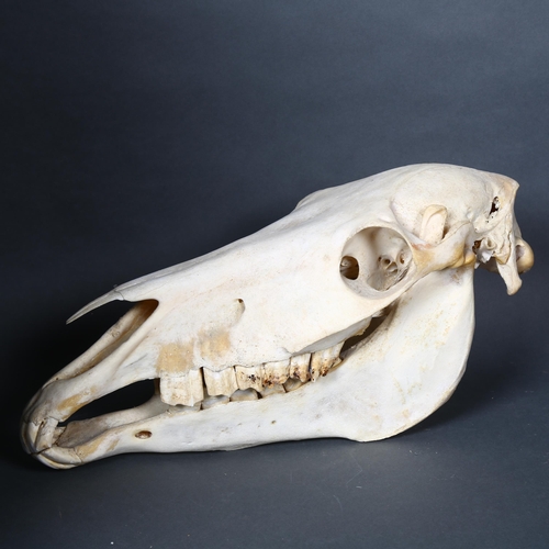 167 - Taxidermy - a complete horse skull, including lower jaw bone, length 45cm.