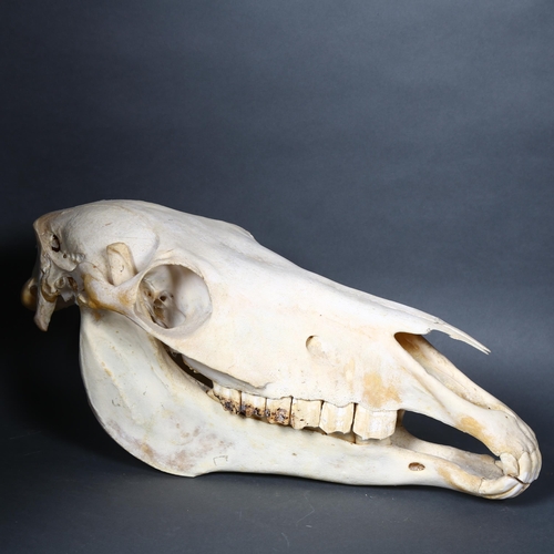 167 - Taxidermy - a complete horse skull, including lower jaw bone, length 45cm.