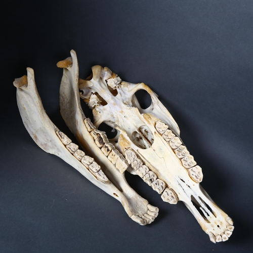 167 - Taxidermy - a complete horse skull, including lower jaw bone, length 45cm.