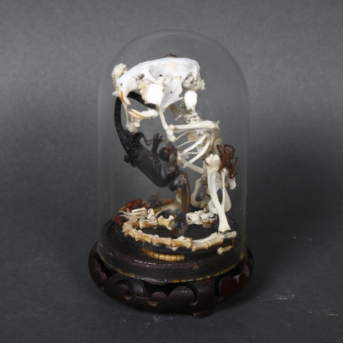 178 - Taxidermy - An articulated rat skeleton housed under a modern glass dome, rat has mummified lizard i... 