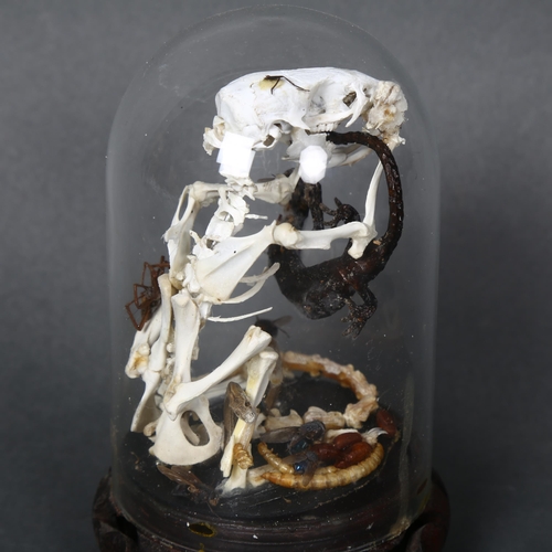 178 - Taxidermy - An articulated rat skeleton housed under a modern glass dome, rat has mummified lizard i... 