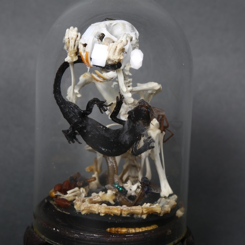 178 - Taxidermy - An articulated rat skeleton housed under a modern glass dome, rat has mummified lizard i... 