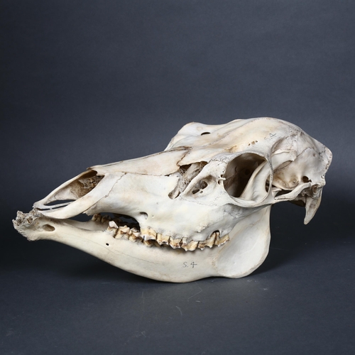 179 - Taxidermy - a male Roe deer skull, length 32cm, tag attached to the skull suggests this was found at... 