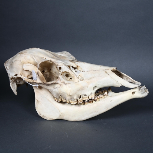 179 - Taxidermy - a male Roe deer skull, length 32cm, tag attached to the skull suggests this was found at... 