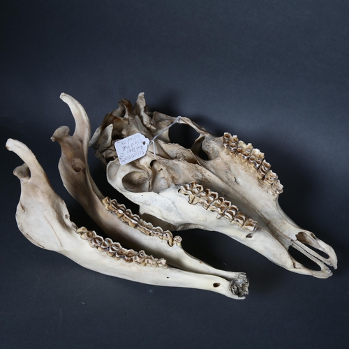 179 - Taxidermy - a male Roe deer skull, length 32cm, tag attached to the skull suggests this was found at... 