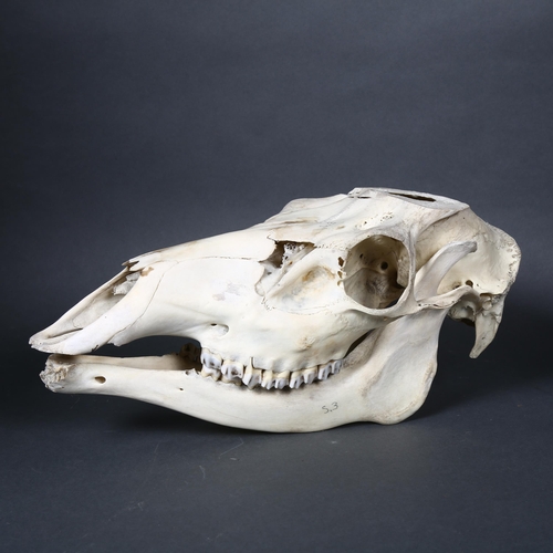 180 - Taxidermy - a male Roe deer skull and lower jaw, length 36.5cm, tag attached to skull suggests this ... 