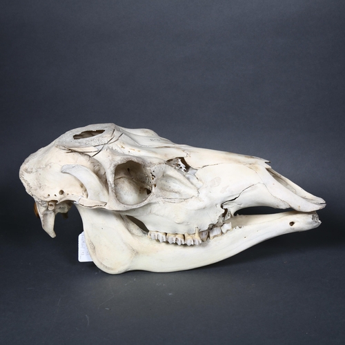 180 - Taxidermy - a male Roe deer skull and lower jaw, length 36.5cm, tag attached to skull suggests this ... 