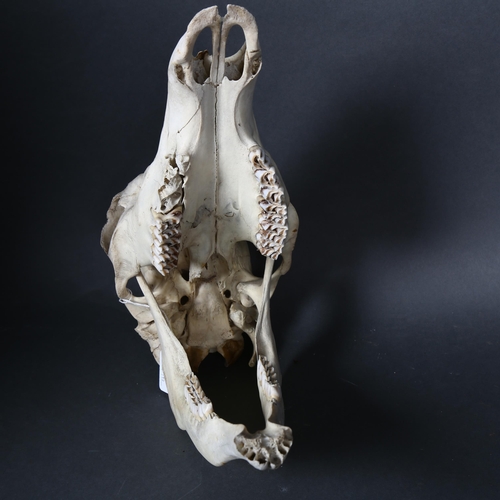 180 - Taxidermy - a male Roe deer skull and lower jaw, length 36.5cm, tag attached to skull suggests this ... 