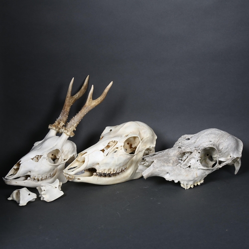 181 - Taxidermy - a female Red deer skull, complete with lower jaw bone, length 25cm, associated tag sugge... 