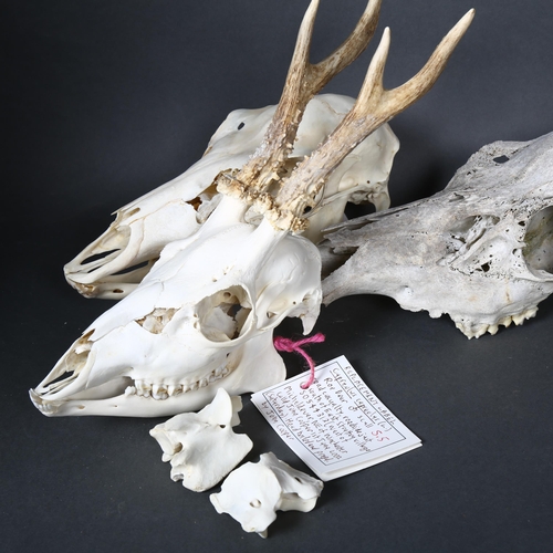 181 - Taxidermy - a female Red deer skull, complete with lower jaw bone, length 25cm, associated tag sugge... 