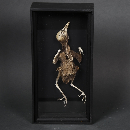 182 - Taxidermy - a study of a mummified Pigeon, housed in a bespoke glass fronted case, 12cm x 23.5cm x 5... 