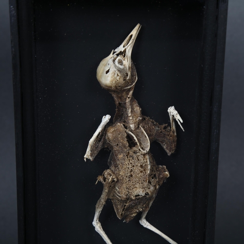 182 - Taxidermy - a study of a mummified Pigeon, housed in a bespoke glass fronted case, 12cm x 23.5cm x 5... 