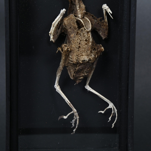 182 - Taxidermy - a study of a mummified Pigeon, housed in a bespoke glass fronted case, 12cm x 23.5cm x 5... 