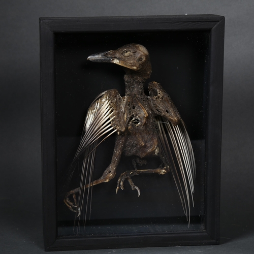 183 - Taxidermy - a study of a mummified Jay, housed in a bespoke wooden case, with glass front, 18cm x 23... 