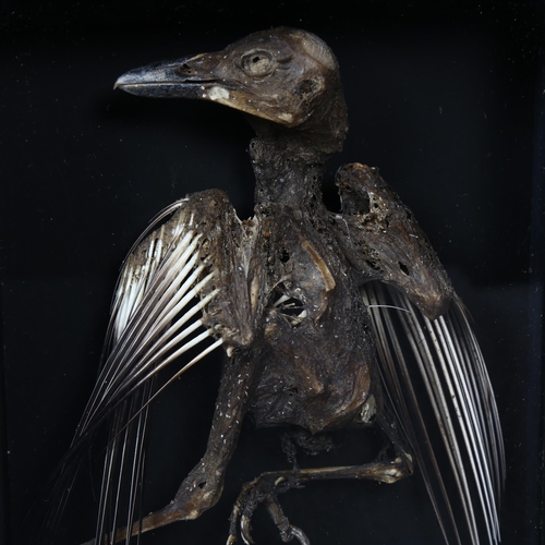 183 - Taxidermy - a study of a mummified Jay, housed in a bespoke wooden case, with glass front, 18cm x 23... 