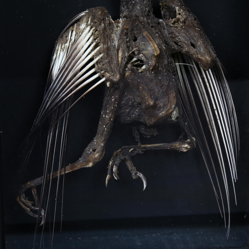 183 - Taxidermy - a study of a mummified Jay, housed in a bespoke wooden case, with glass front, 18cm x 23... 