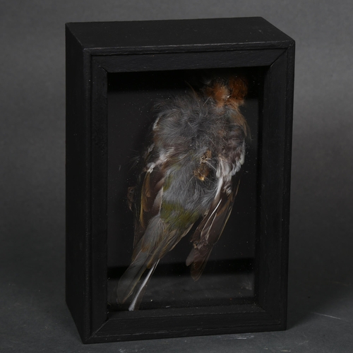 184 - Taxidermy - a study of a mummified Chaffinch (Fringilla coelebs), housed in a bespoke wooden case wi... 