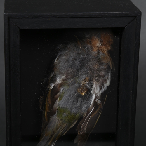 184 - Taxidermy - a study of a mummified Chaffinch (Fringilla coelebs), housed in a bespoke wooden case wi... 