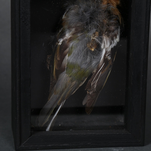 184 - Taxidermy - a study of a mummified Chaffinch (Fringilla coelebs), housed in a bespoke wooden case wi... 