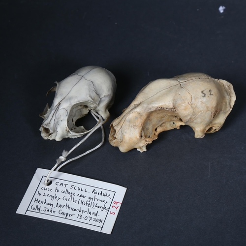 191 - Taxidermy - a collection of animal skulls, including a complete rabbit (Oryctolagus cuniculus) skull... 