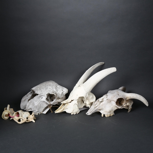 192 - Taxidermy - a group of animal skulls and bones, including several part sheep skulls, a feral goat (C... 