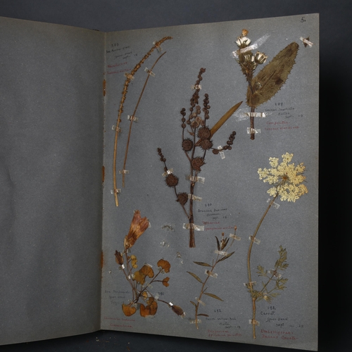 199 - Botany Interest - an Antique collection of pressed plants and flowers displayed and lovingly present... 