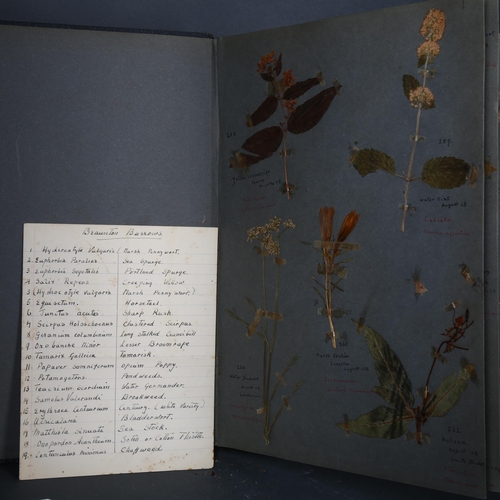 199 - Botany Interest - an Antique collection of pressed plants and flowers displayed and lovingly present... 