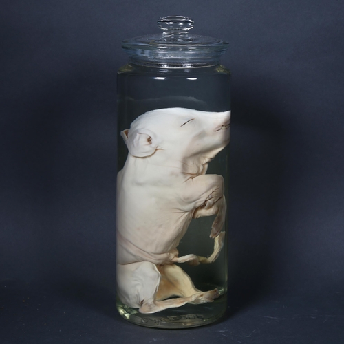 200 - Taxidermy - a Wet Specimen Piglet. A preserved full piglet in tall cylindrical jar of alcohol, with ... 