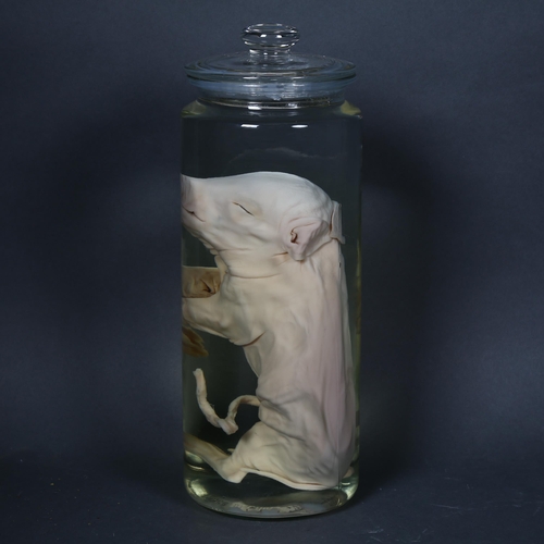 200 - Taxidermy - a Wet Specimen Piglet. A preserved full piglet in tall cylindrical jar of alcohol, with ... 