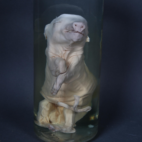 200 - Taxidermy - a Wet Specimen Piglet. A preserved full piglet in tall cylindrical jar of alcohol, with ... 