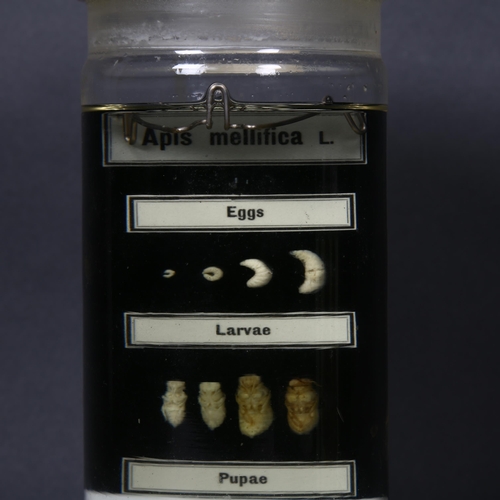 201 - Taxidermy - a Wet Specimen Hymenoptera study of the Honey Bee (Apis mellifica), study depicts the li... 