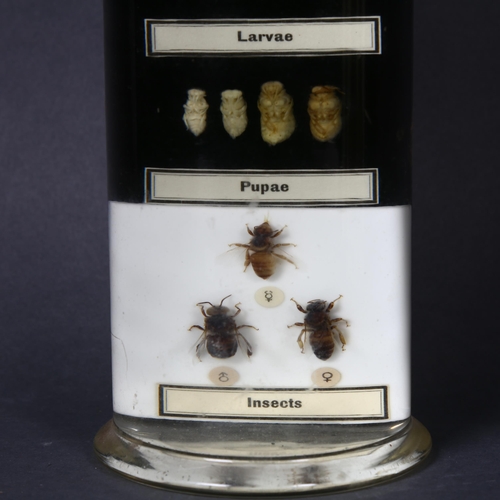 201 - Taxidermy - a Wet Specimen Hymenoptera study of the Honey Bee (Apis mellifica), study depicts the li... 