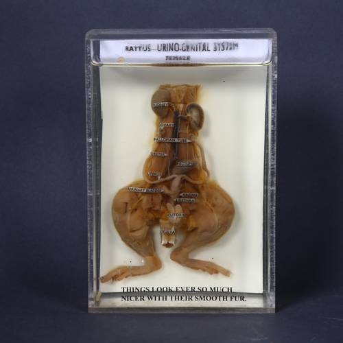 202 - Taxidermy - a Wet Specimen female Rat (Rattus rattus), study depicts the urino-genital system of the... 