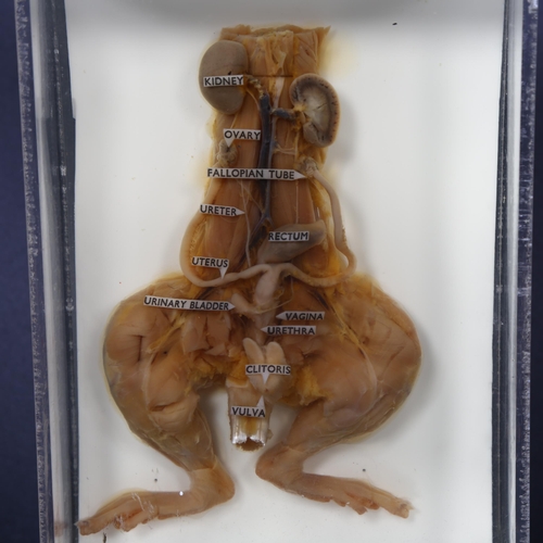 202 - Taxidermy - a Wet Specimen female Rat (Rattus rattus), study depicts the urino-genital system of the... 