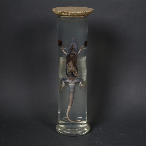 203 - Taxidermy - an Antique Wet Specimen dissected lizard, displaying internal organs, titled 