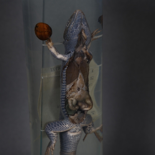 203 - Taxidermy - an Antique Wet Specimen dissected lizard, displaying internal organs, titled 